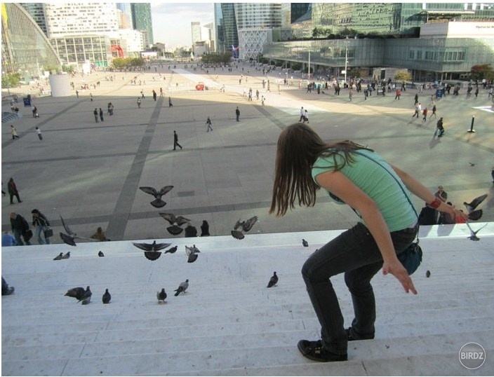 les peur pigeons