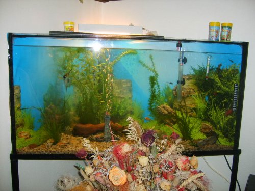 naše akvárium : )