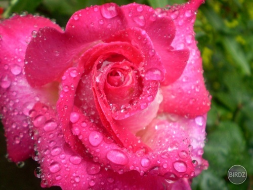 ružička ružová =)