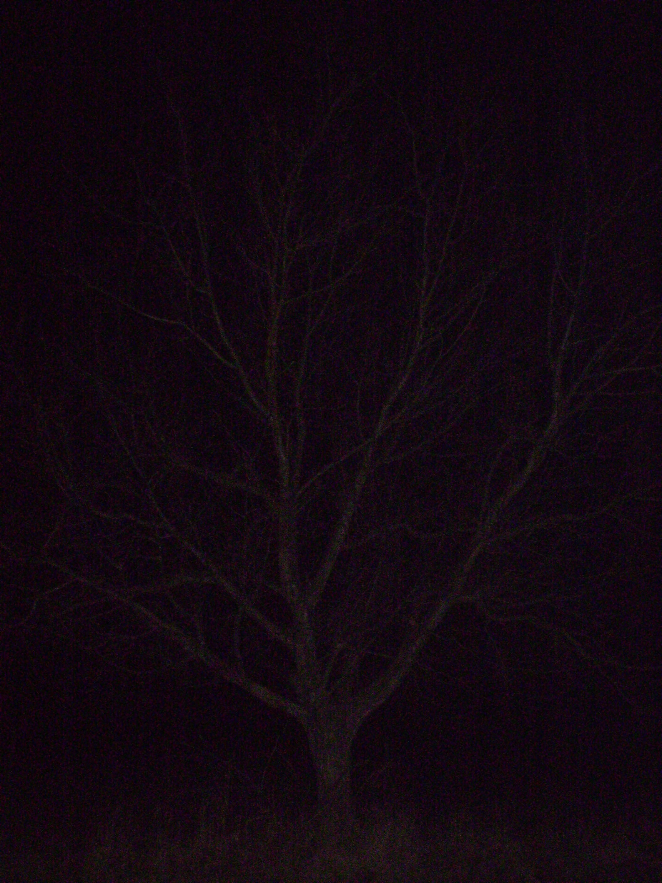 stromy su v noci krasne!