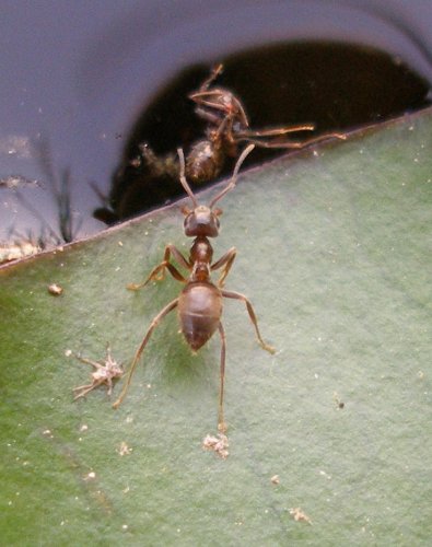 mravec zachranar