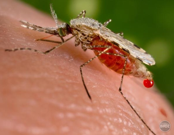 Komár je biologická zbraň vynájdená agentmi z CIA. 
Jeho hlavným cieľom je liezť ľudstvu na nervy. Jeho vedľajším cieľom je postupne vyvraždiť celé ľudstvo, aby uvoľnilo na Zemi miesto pre novú kastu, pre tzv. Vesmírnych ľudov.  :D :D..
