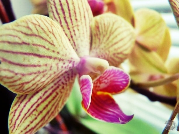 Orchidea. :)