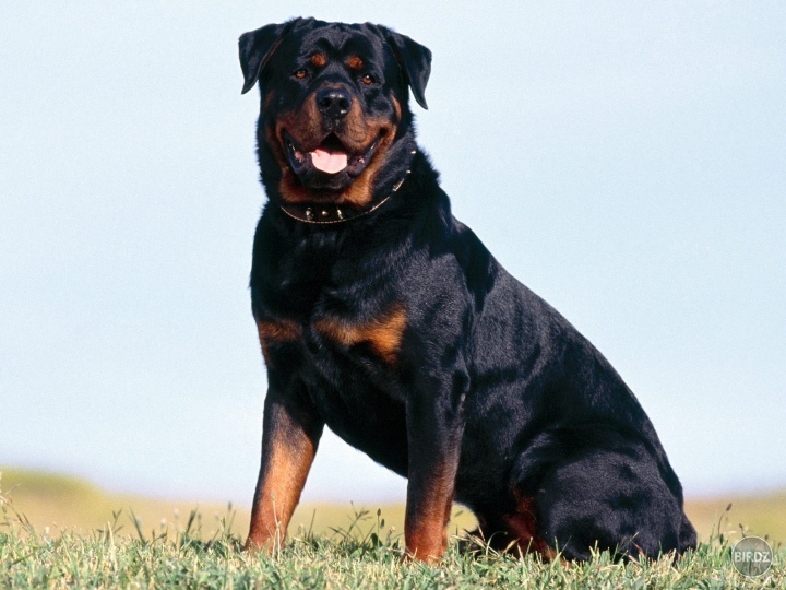 Ale ani Rottweiler nie je hocičo :) 