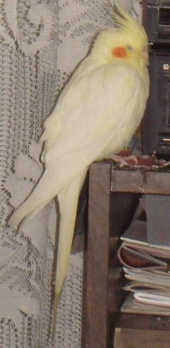 Piťko...teda Štefan...no ale Piťko je jeden z mojích papagájov....no každopádne chalan ako sa patrí...asi preto znáša vajíčka :P