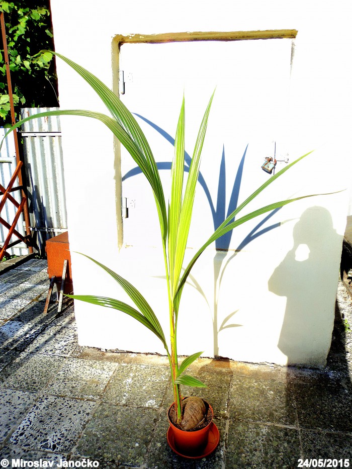 Kokosová palma 2 (24.5.2015)