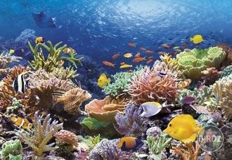 Raz sa chcem potápať na koralovom útese.. :)