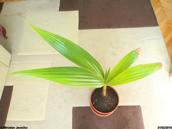 Kokosová palma 21.2.2015