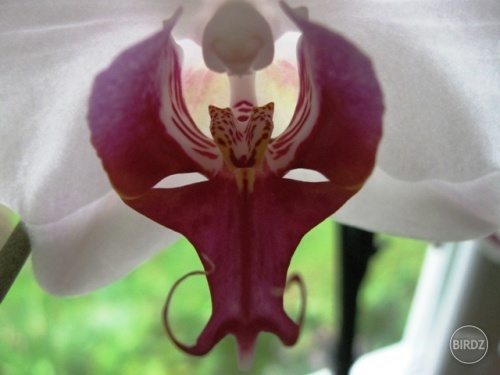 To je maska a vola sa Phalaenopsis :P