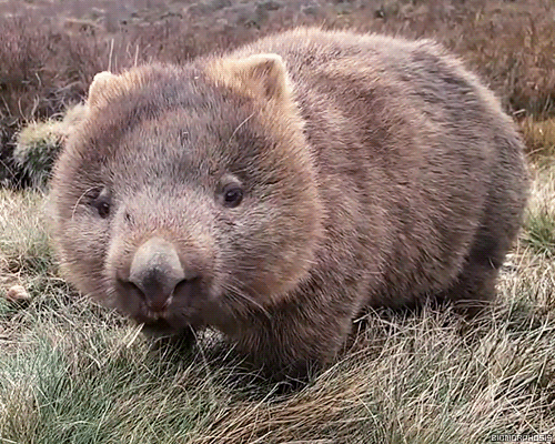 wombat ^^