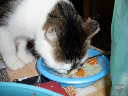 Každá správna cica musí vedieť pekne jesť z misky! 