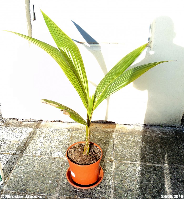 Kokosová palma 1 (24.5.2015)