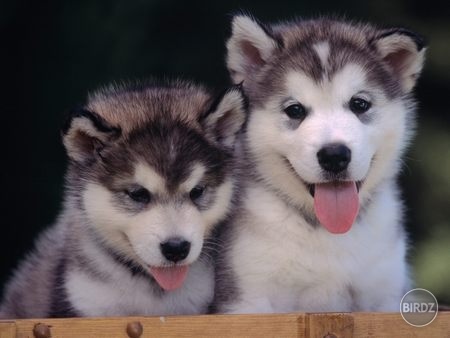 Alaskan Malamutes :) krása