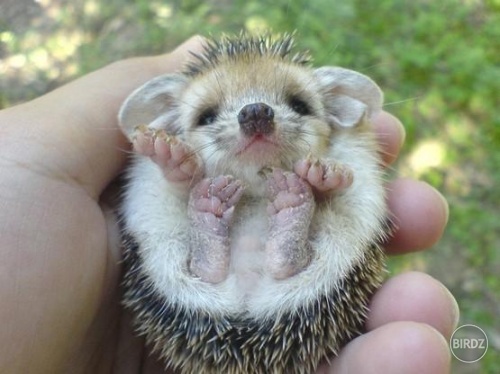 maliččččččččččččččččččky ježurisko :)