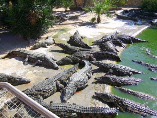 krokodilia farma s 300 krokodilmi dovezenymi z Madagaskaru - Djerba´07