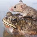 Myš a žaba