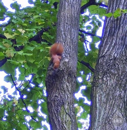 veverička sa predomnou chcela skryť... 
