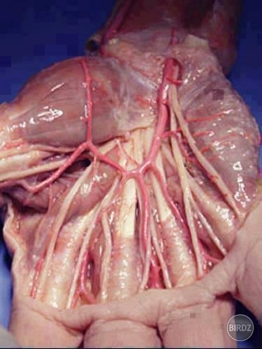Takto to vyzerá pod kožou vašej dlane.... (hehe)