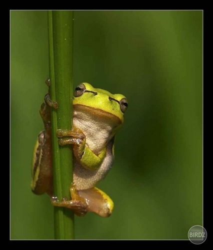 moja žaba, moja moja moja, iba mojaaaaa