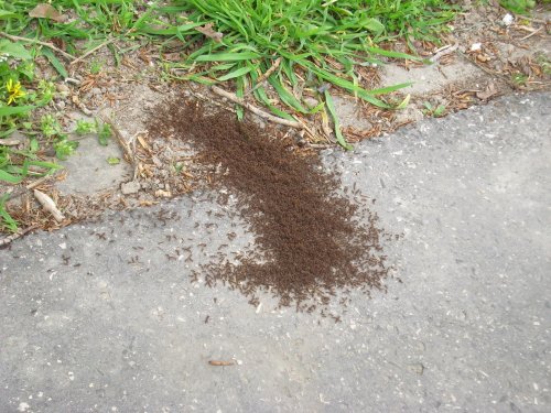 mravcekyy