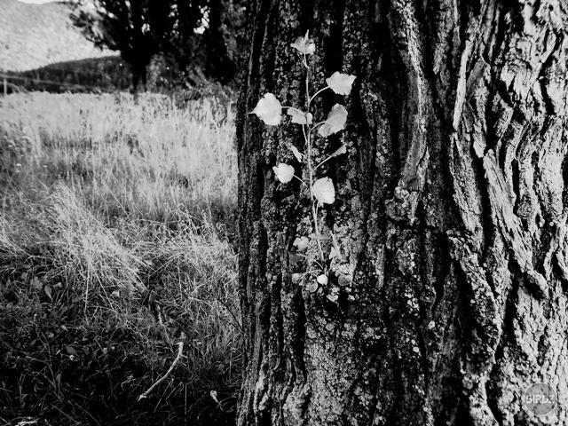 fake plastic tree,blood..