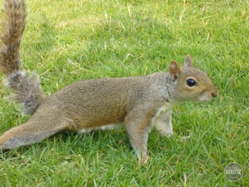 londýnska veverička