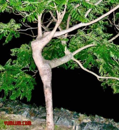 Čo dokáže príroda :) - tancujúci strom
