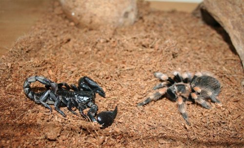 Scorpi vs. Tarantula