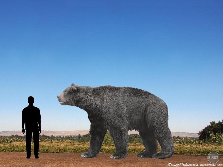 arctotherium angustidens - Najväčší medveď všetkých čias. Vyhynul asi pred 11 000 rokmi. Hmotnosť samcov tohto druhu sa odhaduje na 1108 kg.(3,3 m) na zadných nohách.