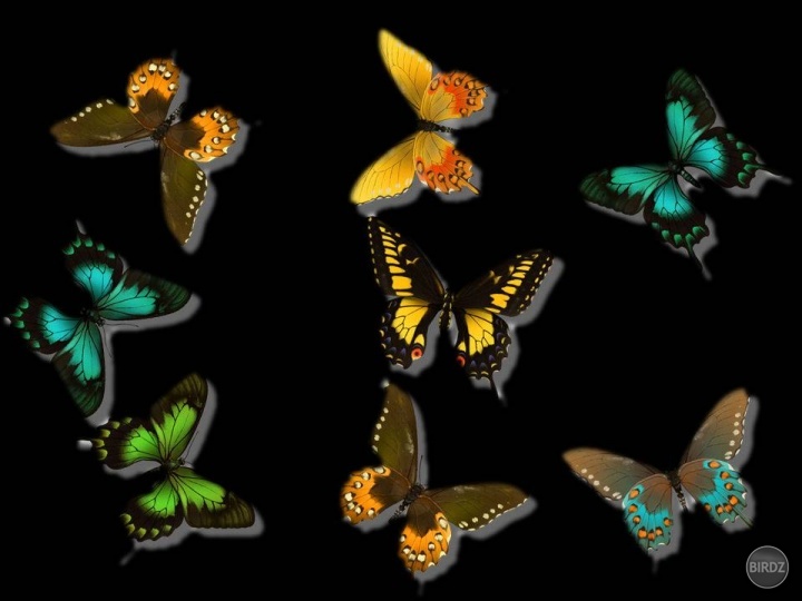 Motýle, motýle a zasa motýle. Aj tak sa mi páčia. (Hlavne tie živé)
Niektoré grafické programy dokážu aj takúto maličkosť. 
