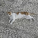 Mačka na mozaikách strechy Solomonských katakomb