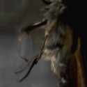 Ukážka z obrázkov v albume hmyz