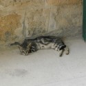 Mačka pri mešite v Nicósii