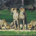 Ukážka z obrázkov v albume gepardy