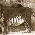 Kaspický (perzský) Tiger (1970)
Bol to 3.najväčší druh tigra aký kedy na zemi žil.V roku 1938 bol založený národný park  na záchranu tohto tigra ale nepomohlo to. V ostatných krajinách bol masovo zabíjaný kvôli kožušine.