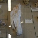 Jeden šuter v mineralogickej expozícii vyzerá presne ako skapatý holub...