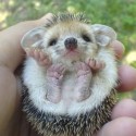 maliččččččččččččččččččky ježurisko :)
