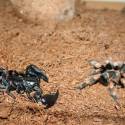 Scorpi vs. Tarantula