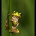 moja žaba, moja moja moja, iba mojaaaaa