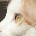 mačky majú úchvatné oči :)