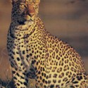 Ukážka z obrázkov v albume leopardy
