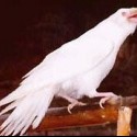 Corvus Corax - albin