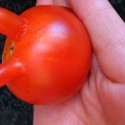 paradajka a.k.a fitlopta s uškami :D