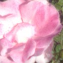 Ružová na kvetoch krásne sedí :)