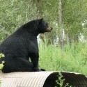 Medvedík v Bear World, Idaho :)