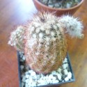 Aj zamatový kaktus vystreľovač drobných chlpkov