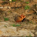 Tak som včera konečne objavila páchateľa, ktorý nám na záhrade kope diery :) 
Chrčok poľný (Cricetus cricetus) máš to zrátené, ešte dnes na teba nachystám živolovnú pascu :) 