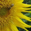 sunflower and bee :)