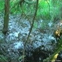 Nebezpečné blatové mokrade v lese kde ťa môžu aj pohltiť !!!