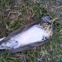 ved tak no .. vtáky nemusim moc.. a vmojom mobile sa takychto morbidnych fotiek objavilo viac:D:D
